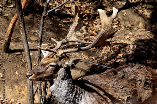 deer in forest