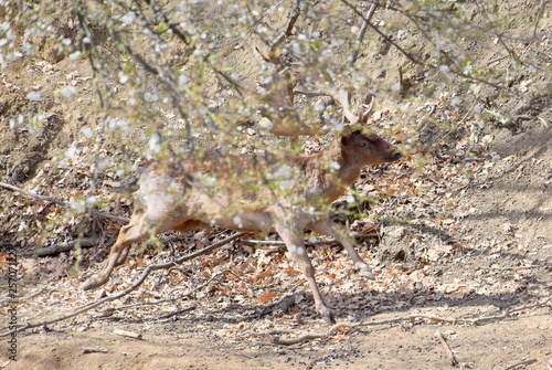 Fallow deer running
