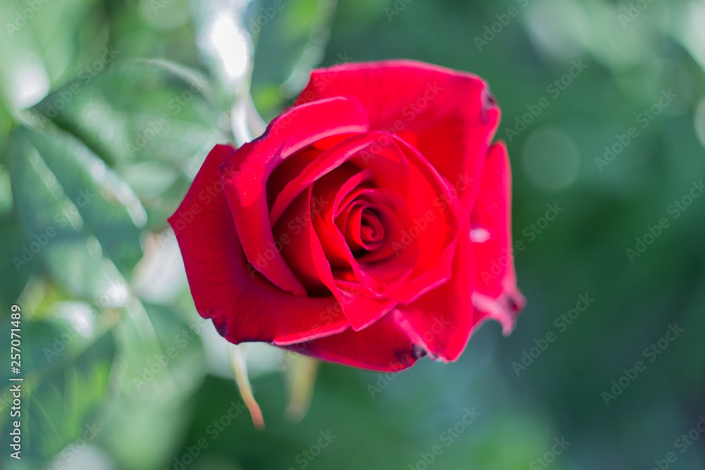 red rose red rose