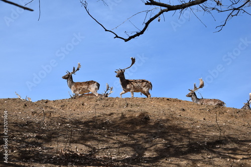 Deer sky