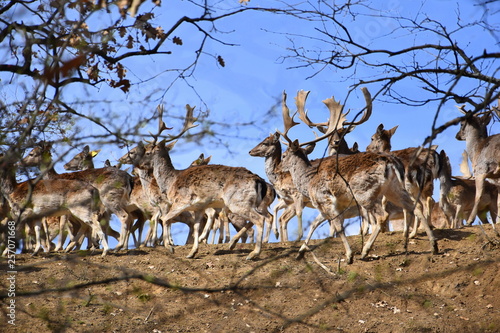 herd of fallow deer