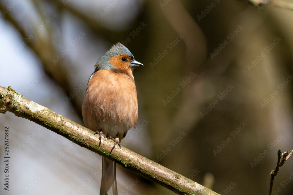 Portrait of a Chaffinch Fringilla coelebs Portrait of a Chaffinch Fringilla coelebs