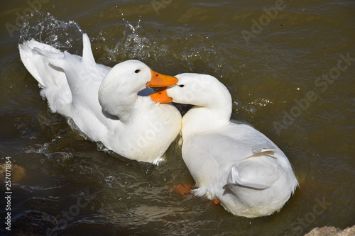 two duck in the water
