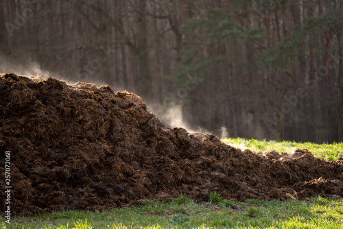 A pile of manure on an agricultural field for growing bio products photo