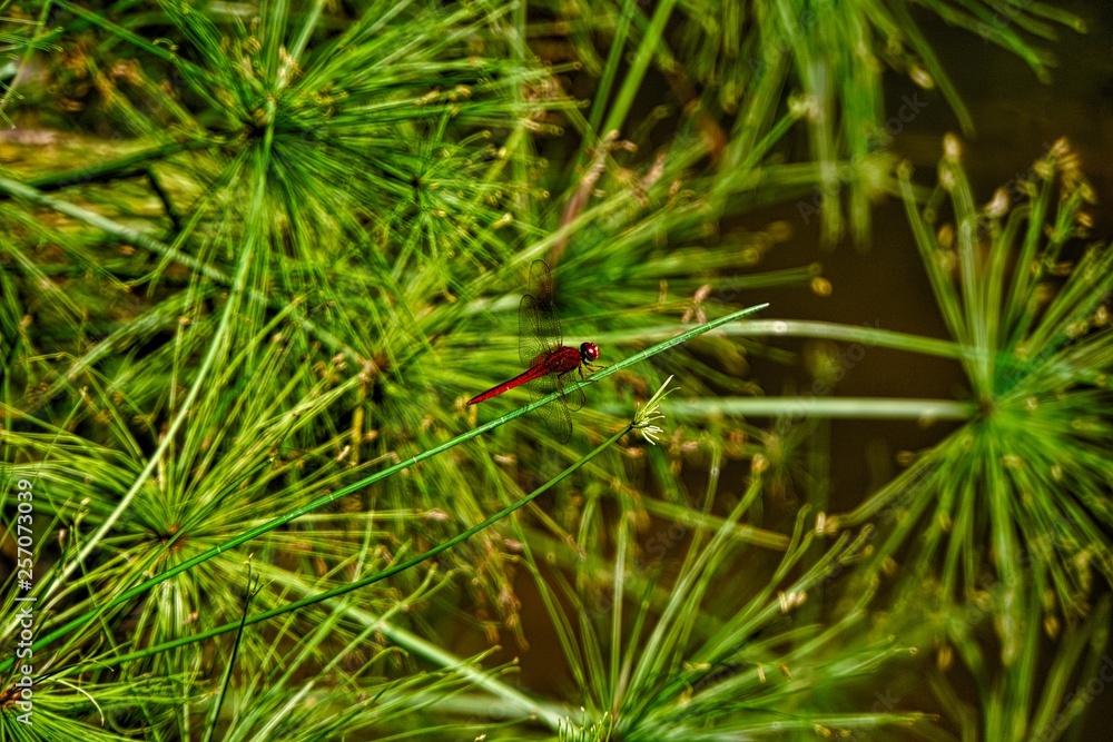 Dragonfly-Plants-Animals-Focus-Green-Animal-Life