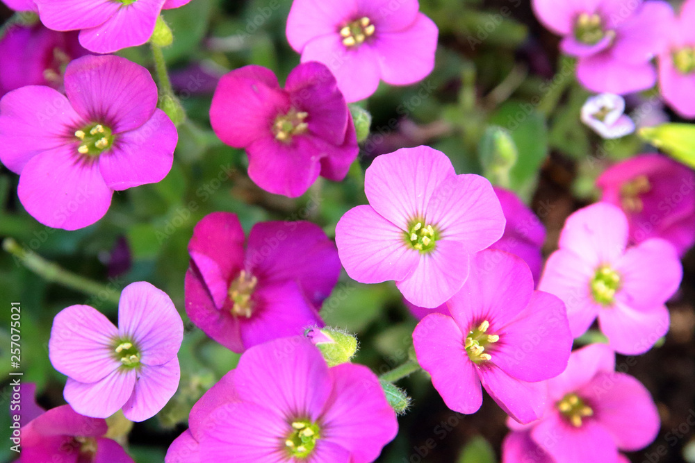Fiori rosa di primavera, Spring pink flowers Fiori rosa di primavera, Spring pink flowers