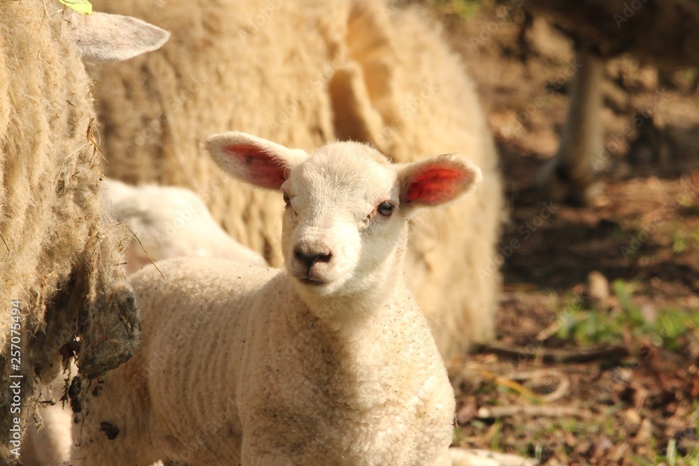 a little curious lamb portrait in the fields in springtime
