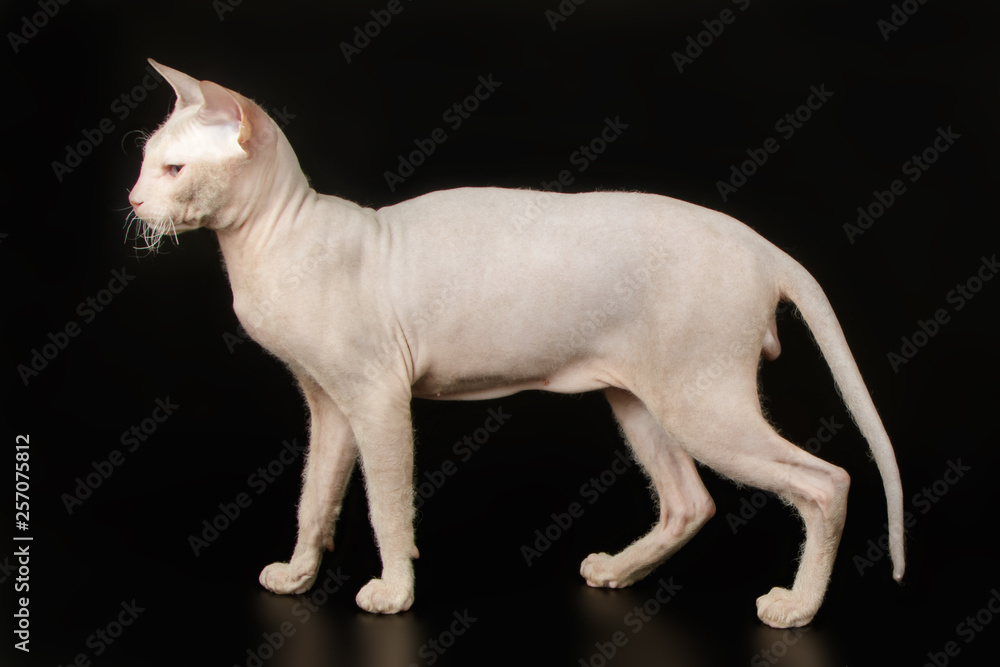 Don Sphynx cat on colored backgrounds