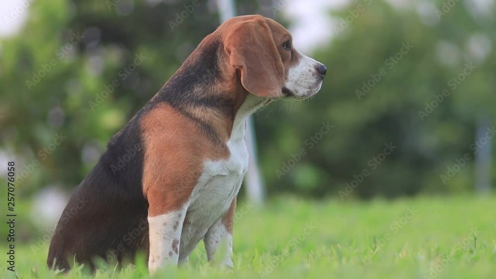 Portrait of beagle dog on the green grass outdoor in the park. Portrait of beagle dog on the green grass outdoor in the park.