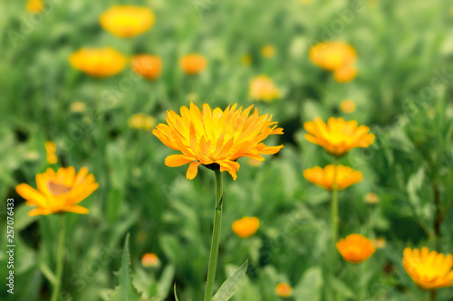 Flowers of calendula blossom in the garden among the green grass_