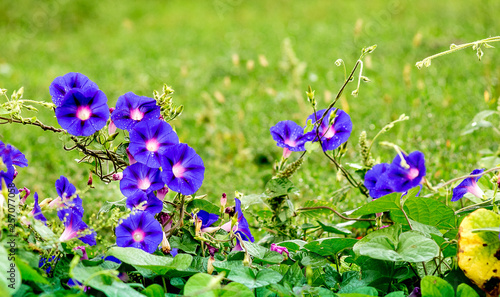 Blue flowers ipomoea in the garden on the background of the grass. Copy space_
