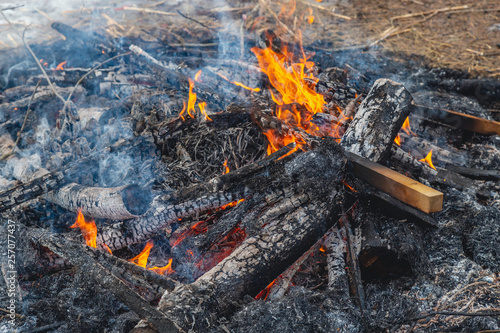 firewood burns in nature