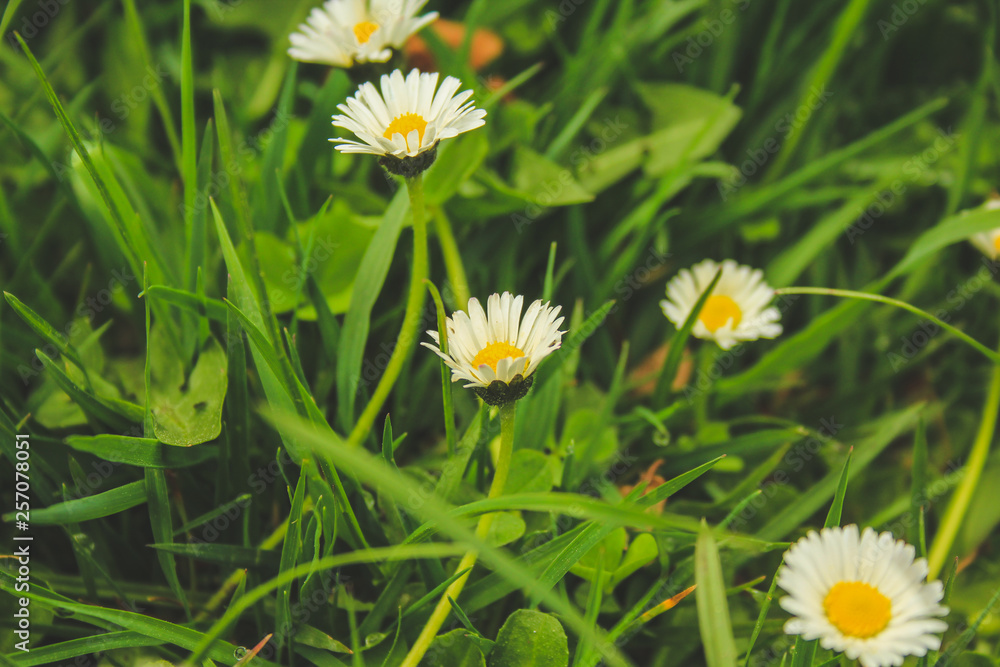 pretty daisy flowers on green field in New Zealand pretty daisy flowers on green field in New Zealand