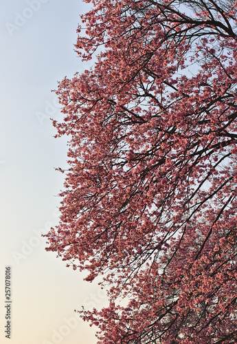 Kwiatnace rozowe drzewo w parku