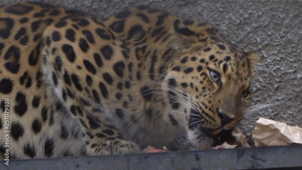 Big wild predatory cat leopard, panther Big wild predatory cat leopard, panther