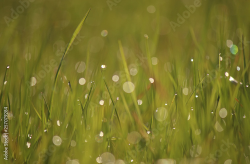 Water drops on green grass