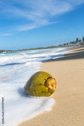 Coconut on wild beach