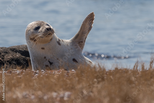 Fototapeta Naklejka Na Ścianę i Meble -  Seal resting in spring sunshine on coastal beach in New England and raising its flipper so that it looks like it's waving  