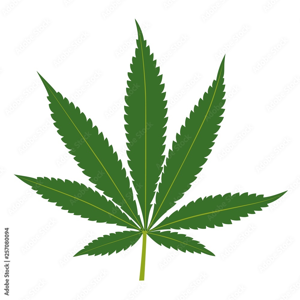 Cannabis leaf isolated on white background Cannabis leaf isolated on white background
