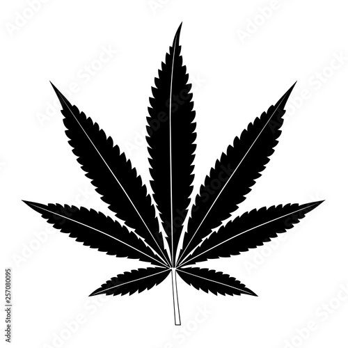 Cannabis leaf isolated on white background