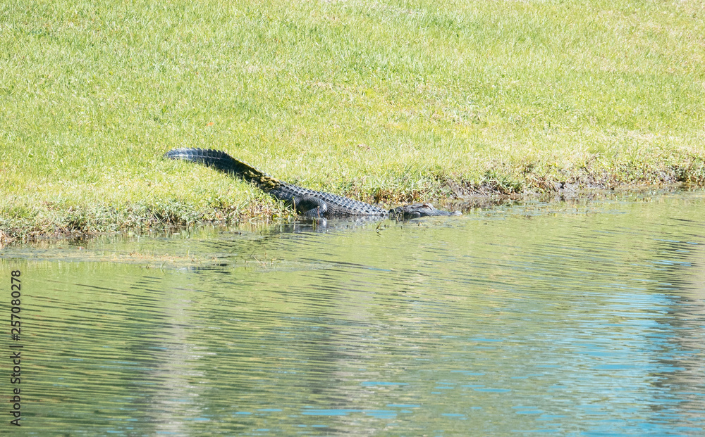 Obraz premium Alligator is taking sun bath