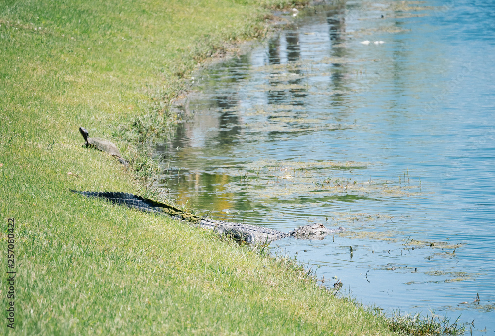 Alligator is taking sun bath