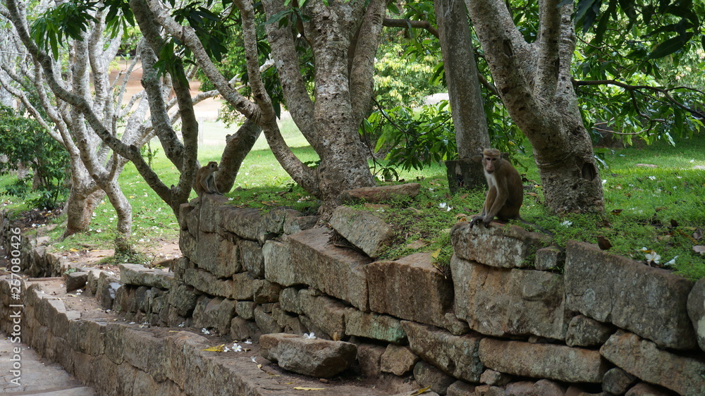 Asian monkey outdoor in a public park Asian monkey outdoor in a public park