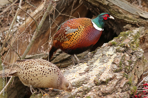 pheasant in the field