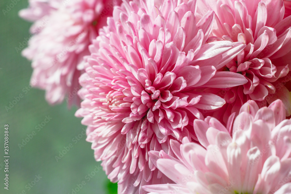 Bouquet of pink flowers Bouquet of pink flowers