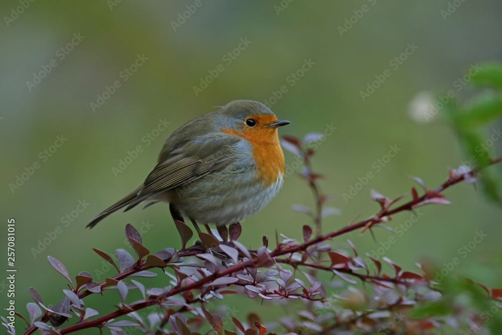 robin on a branch