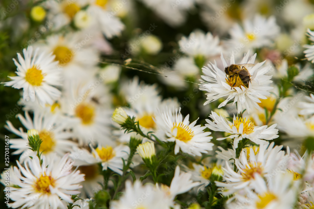Obraz premium the bee sits on the Matricaria collects nectar