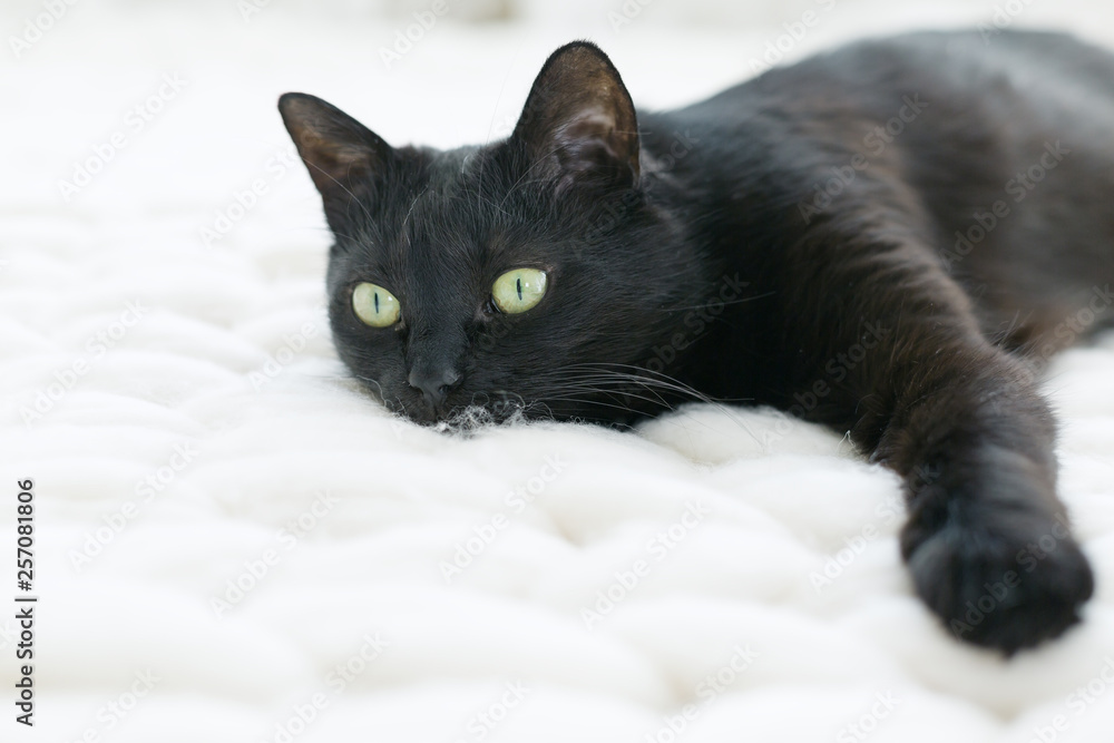 Black cat relaxing on white knitted merino plaid, hygge home