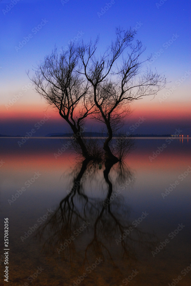 Lonely tree in a lake, sunset Lonely tree in a lake, sunset
