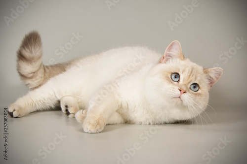 Scottish straight shorthair cat on colored backgrounds