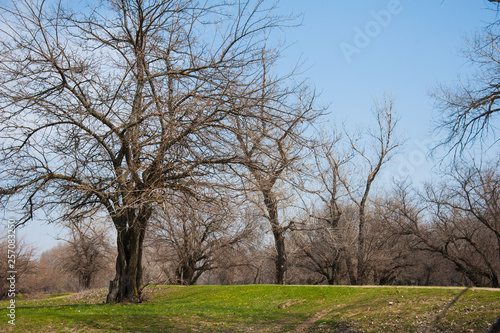 Spring forest landscape. Spring forest background