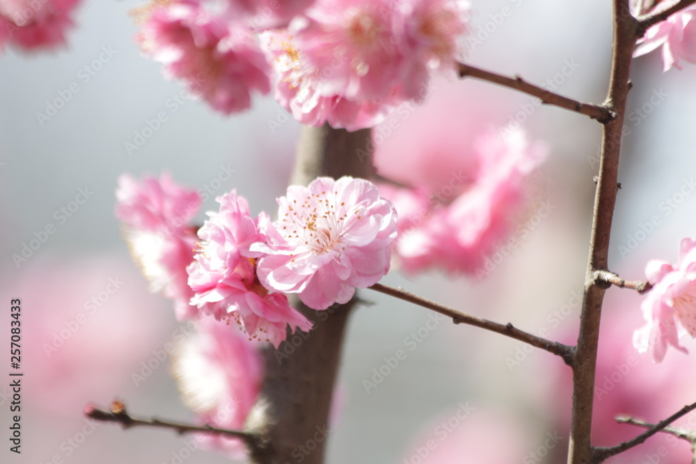 Close up pink Cherry Blossom in Spring Close up pink Cherry Blossom in Spring