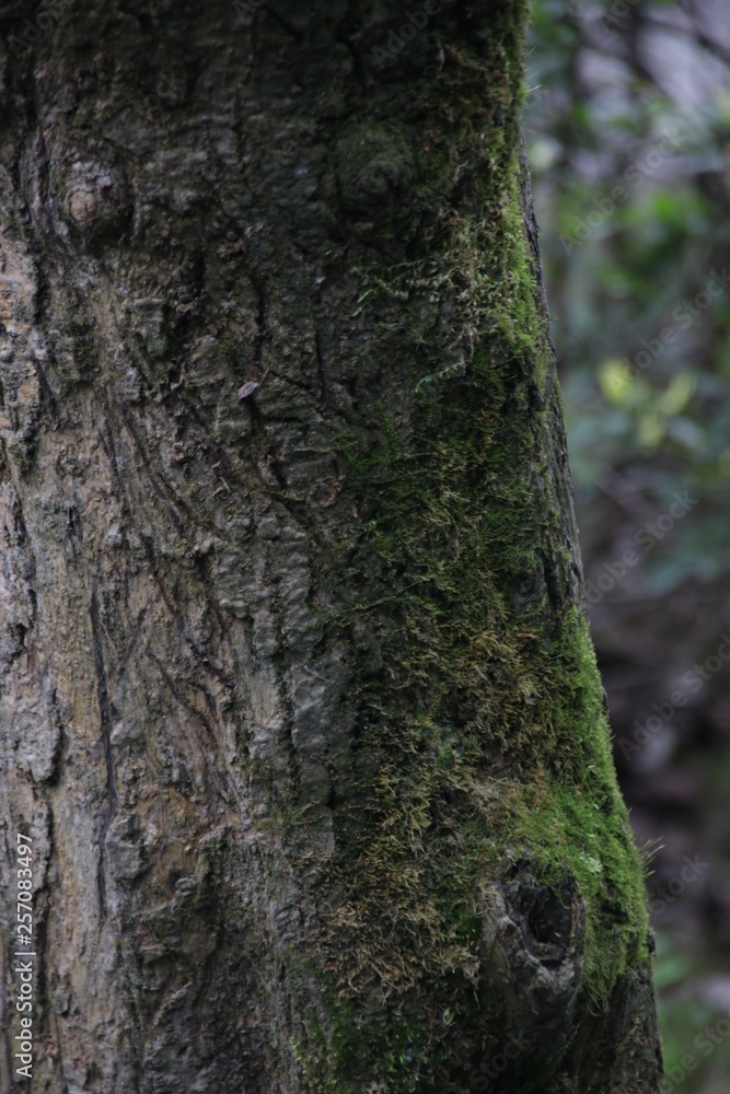 The Beauty of Nature, Green Moss on the Rough Tree Bark in Autumn