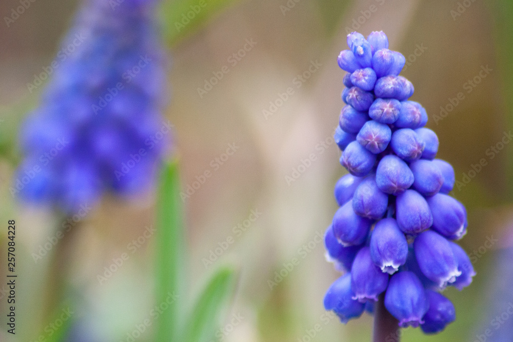 Bezaubernde blaue Blütenkelche heißen den Frühling willkommen Bezaubernde blaue Blütenkelche heißen den Frühling willkommen