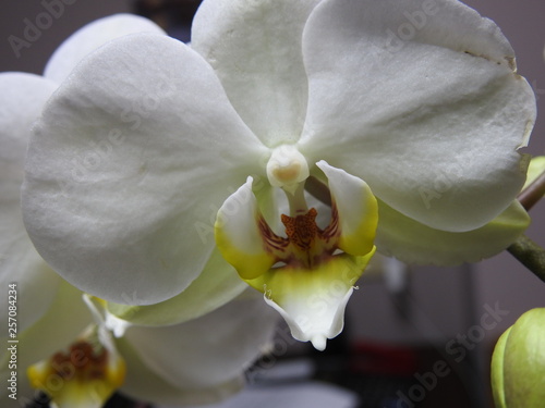 White Orchids close up