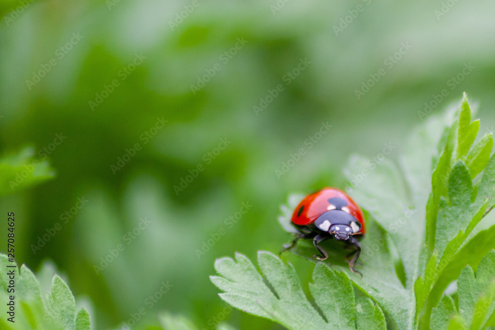 Naklejka premium Glücksbringer Marienkäfer im frühlingsgrünen Gras auf Blattlaussuche