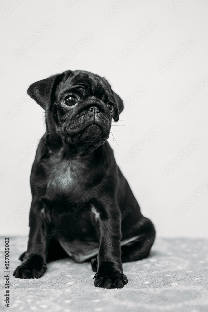 Adorable pug puppies