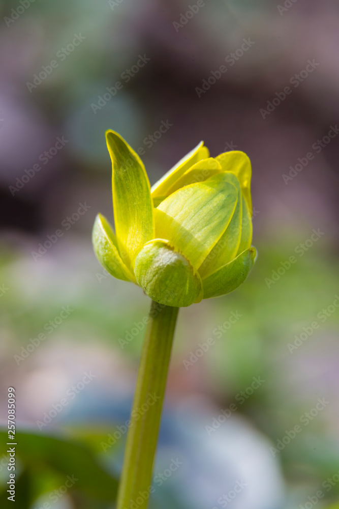 Obraz premium Bud of a spring yellow flower. Caltha palustris