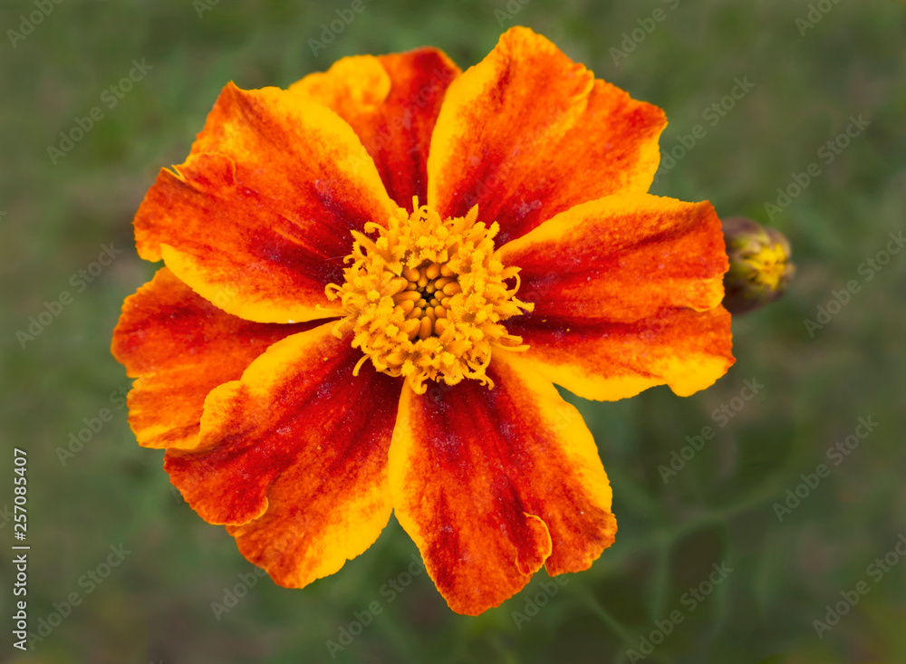 macro of a yellow and orange dwarf french marigold flower on a background of blurred leaves with soft lighting macro of a yellow and orange dwarf french marigold flower on a background of blurred leaves with soft lighting