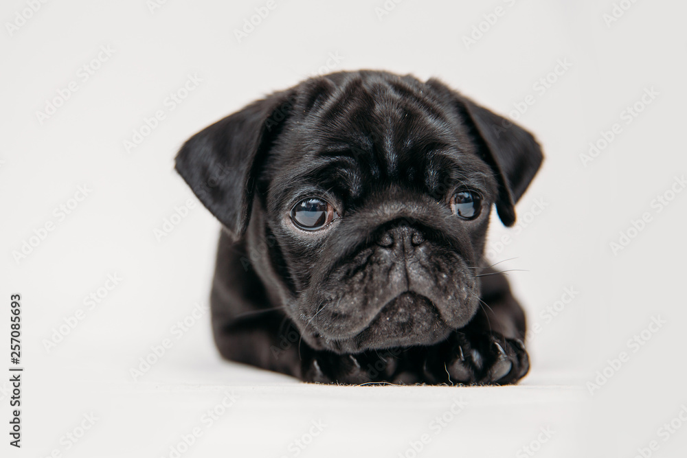 Adorable pug puppies - obrazy, fototapety, plakaty 