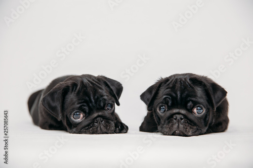 Adorable pug puppies