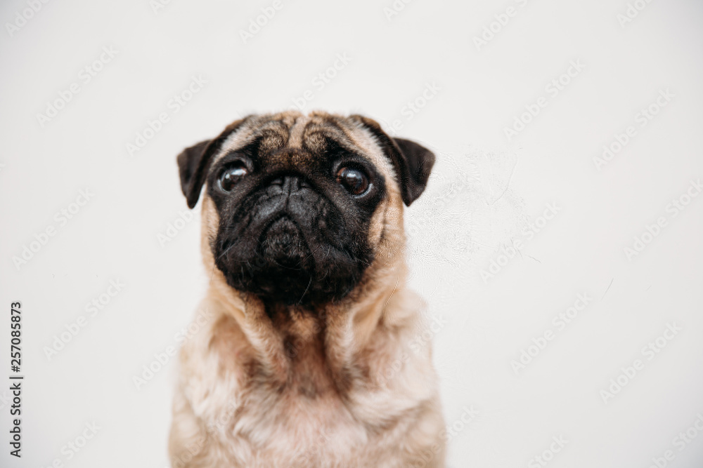 Obraz premium Adorable pug puppies