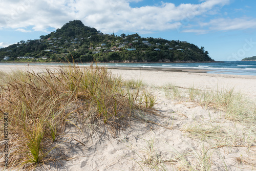 Golden sand sedge, or pingoa, on the sand dunes of Pauanui Beach with Tairua on Mount Paku in the background across the Tairua River mouth, Coromandel Peninsula, New Zealand.