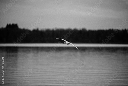 Wallpaper Mural Seagull Chiemsee Torontodigital.ca