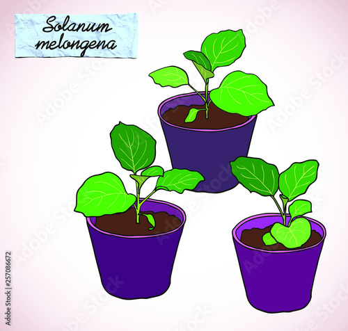 Three potted seedlings of eggplant (aubergine) or other young green plant. With a small label with Latin name of eggplant (Solanum melongena). Victor illustration