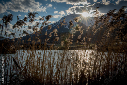 Wallpaper Mural reed landscape Torontodigital.ca